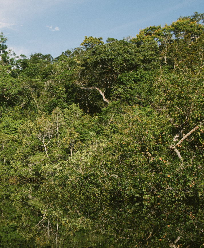 Projeto REDD+ apoiado pela Carbon Hub