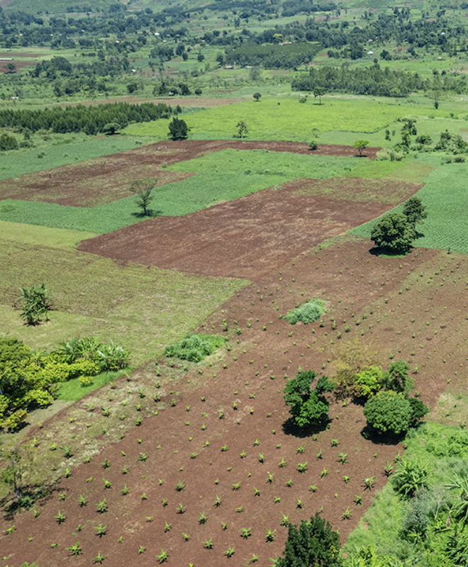 Projeto de restauração florestal apoiado pela Carbon Hub
